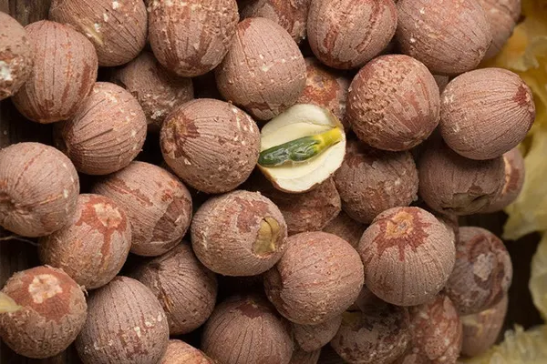 LOTUS SEEDS